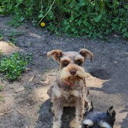 Lexi - Miniature Schnauzer