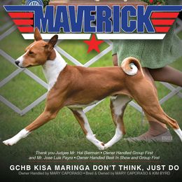 MAVERICK - Basenji