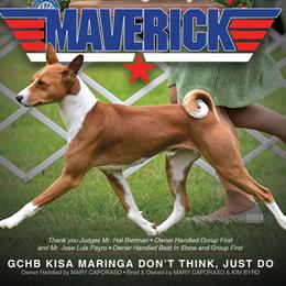 MAVERICK - Basenji