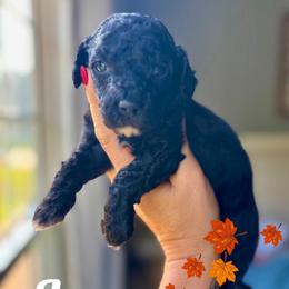 Java - Black male Goldendoodle puppy in Gastonia, North Carolina from Crowders Creek Doodles