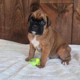 Ranger - Fawn male Boxer puppy in Preston, Maryland from Katie's Pups