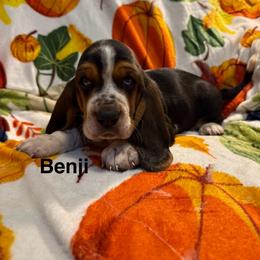 Benji - Black red and white male Basset Hound puppy in Ringling, Oklahoma from BnL Bassets