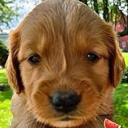 Watermelon from our 'Fruits of Summer litter' - Dark golden female Golden Retriever puppy in Fisher, Illinois from Aslan's Pride of Fidei Family Farms