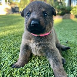 Rosie - Sable female German Shepherd puppy in Sonora, California from Elite Haus K9
