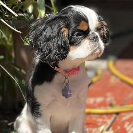 English Toy Spaniels from Raggededge Toy Australian Shepherds