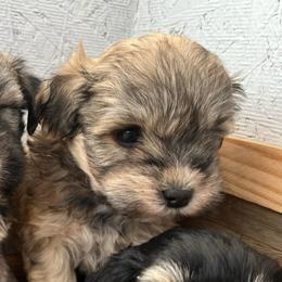Encore - Salt and pepper male Miniature Schnauzer puppy in Menifee, California from Moonshine’s Minis