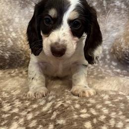 Milkyway AKC - Chocolate and cream male Dachshund puppy in Osage, Oklahoma from Vandruff Creek Mini Dachshunds