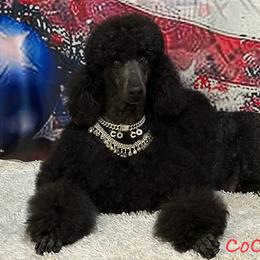 CoCo - Poodle