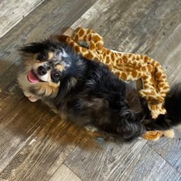 Marbles - Chihuahua