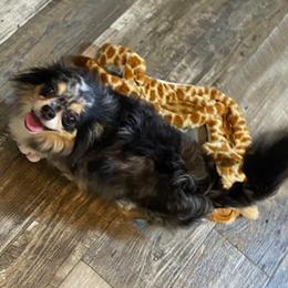 Marbles - Chihuahua