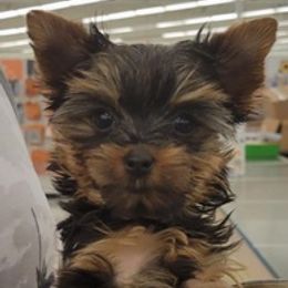 Yorkshire Terriers from EndGameYorkies