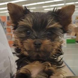 Yorkshire Terriers from EndGameYorkies