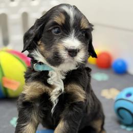 Zander - blue collar male - Tri-color male Bernedoodle puppy in Yuciapa, California from AlltheDoodlez_