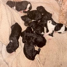 Hera - Black female Poodle puppy in Meadowbrook, California from Standard Poodle Pups
