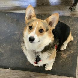 Corky - Pembroke Welsh Corgi