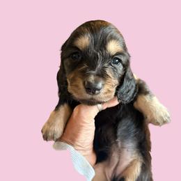 Female Ch Sutton x Gch Whiskey - Black and cream female Dachshund puppy in Medina, Ohio from STORIED DOXIES