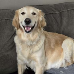 Remy - Golden Retriever