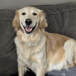 Remy - Golden Retriever