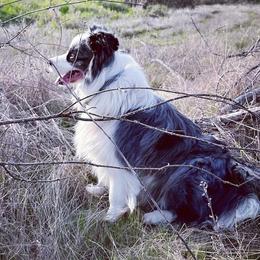 Border Collies and Bordoodles from Prophecy Kennels