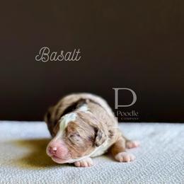 Basalt - Chocolate merle male Bernedoodle puppy in Tulsa, Oklahoma from The Poodle Co. Raising Doodles & Poodles