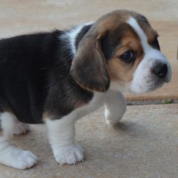 Champion Dad Duke - Black red and white male Beagle puppy in Spring Creek, Nevada from Badland Kennel