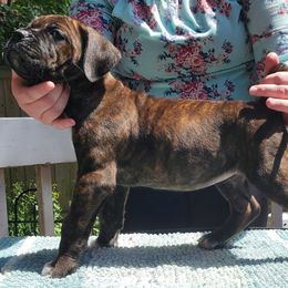 Cane Corso Puppies from King of Kings Cane Corso