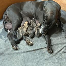 Girl 4 - Brindle female Great Dane puppy in Indianola, Iowa from Bull West Kennels