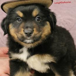 Coal BTM5 - Black tri male Miniature Australian Shepherd puppy in Elgin, Oregon from LongMile Aussies