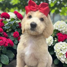 Blondie - Cream female Goldendoodle puppy in Prosperity, Pennsylvania from Stelladoodles & Company