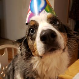 Australian Shepherd Puppies from Ohio Valley Australian Shepherds