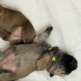 Green girl - Wheaten female Cairn Terrier puppy in Shell Knob, Missouri from Stoneridge Kennel