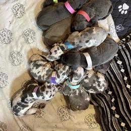 Great Dane Puppies from Starlight Danes