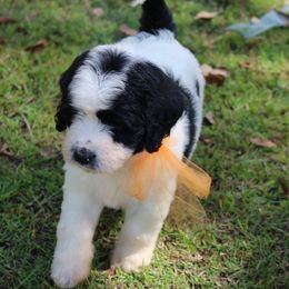 Goldendoodle, Labradoodle, and Poodle Puppies from CNR Farms