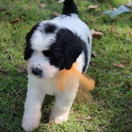 Goldendoodle, Labradoodle, and Poodle Puppies from CNR Farms