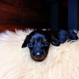 Jagger - Black and tan male Dachshund puppy in Washburn, Tennessee from Clinch Mountain Dachshunds