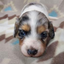 GERARD - Dapple male Dachshund puppy in Swink, Oklahoma from Palali Farm