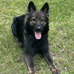 Kylo - German Shepherd