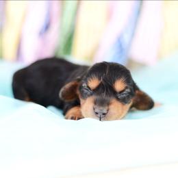 Maxx -FULL AKC REGISTRATION- - Black and tan male Dachshund puppy in Neosho, Missouri from Kenny Cave K9s