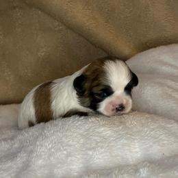 Oliver - Tricolor male Shih Tzu puppy in Reading, Michigan from You Little Shih-tzu’s 😊