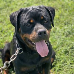 MAXI - Rottweiler