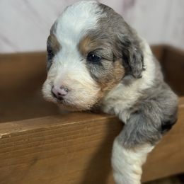 Boy 2 - Merle Bernedoodle puppy in Belgreen, Alabama from Scott’s Farm Poodles and Doodles