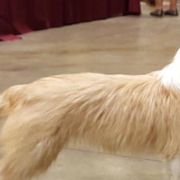 Parson Russell Terriers and Portuguese Podengo Pequenos from Wild Fire