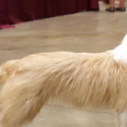 Parson Russell Terriers and Portuguese Podengo Pequenos from Wild Fire