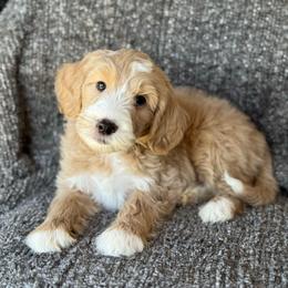 Ember - Apricot male Goldendoodle puppy in Wharton, Texas from Little Fur Friends