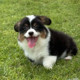 Porsche - Black and tan male American Corgi puppy in Hico, Texas from Chisholm Trail Kennels