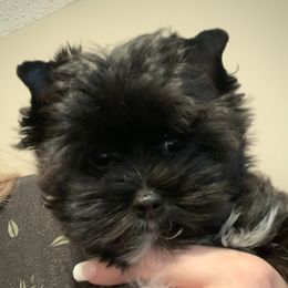 Kylo - Yorkshire Terrier