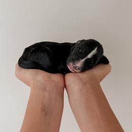 Fawn - Black female Sheepadoodle puppy in Wabash, Indiana from DOODCompany