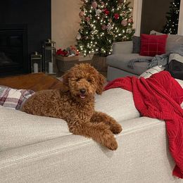 Goldendoodles from County Line Kennel