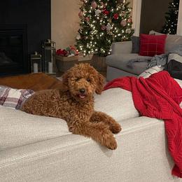 Goldendoodles from County Line Kennel