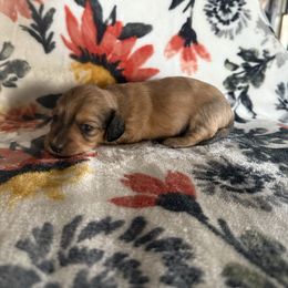 Shaded red - Red male Dachshund puppy in Mount Vernon, Ohio from Double A Dachshunds
